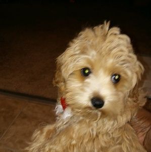 Meet your Posher, Tonya